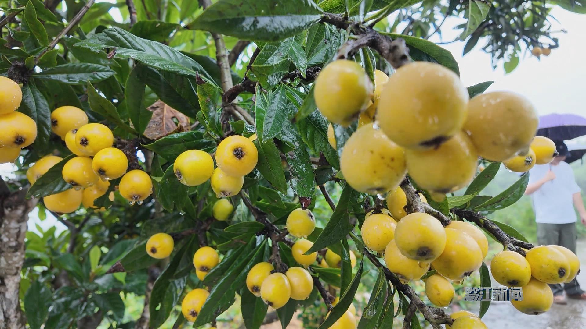 黑溪镇白玉枇杷甜蜜上市