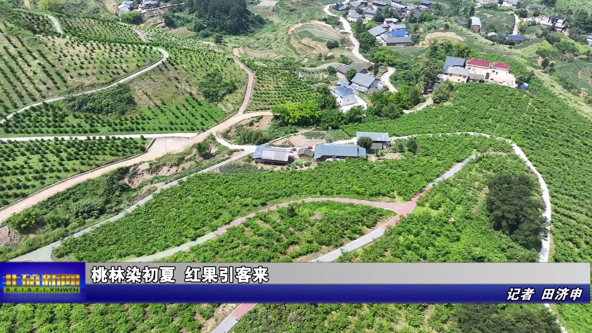 桃林染初夏 红果引客来