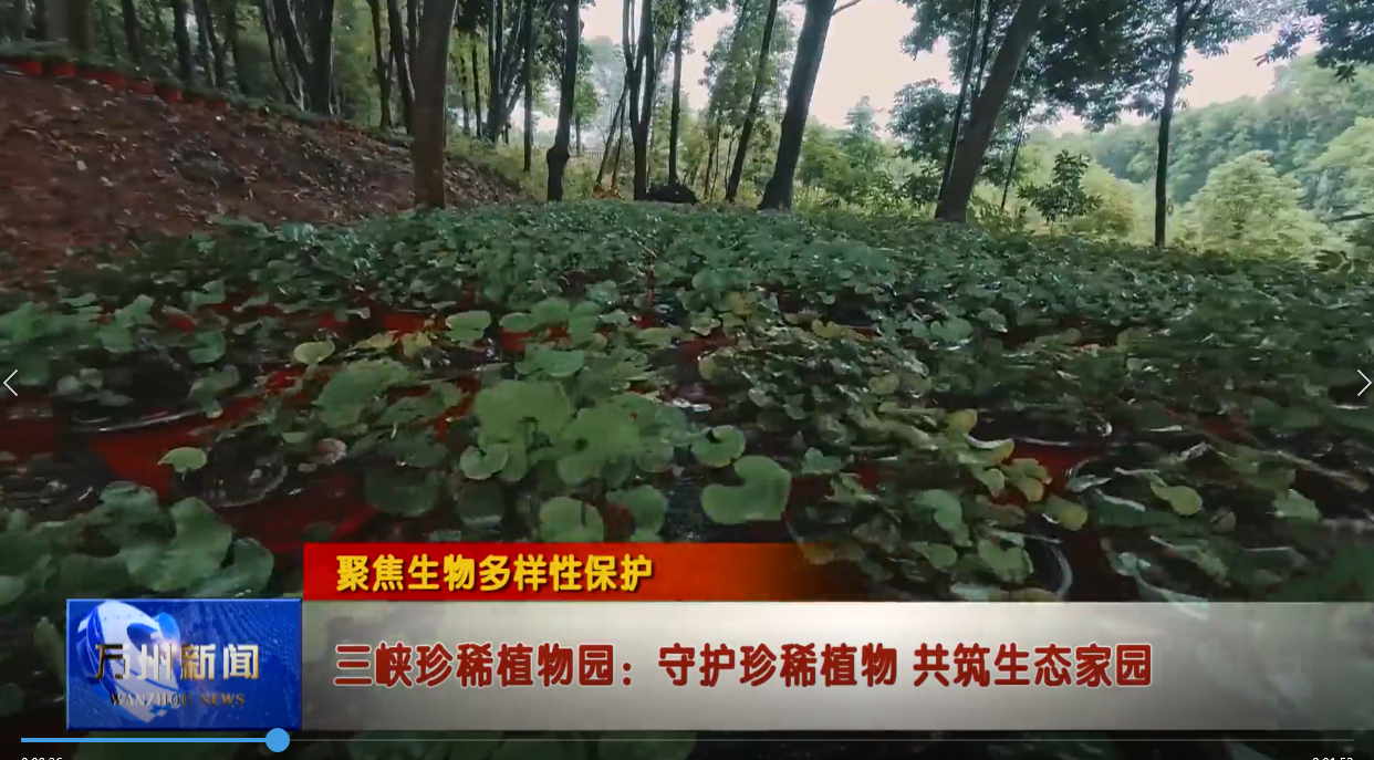 【聚焦生物多样性保护】三峡珍稀植物园：守护珍稀植物 共筑生态家园