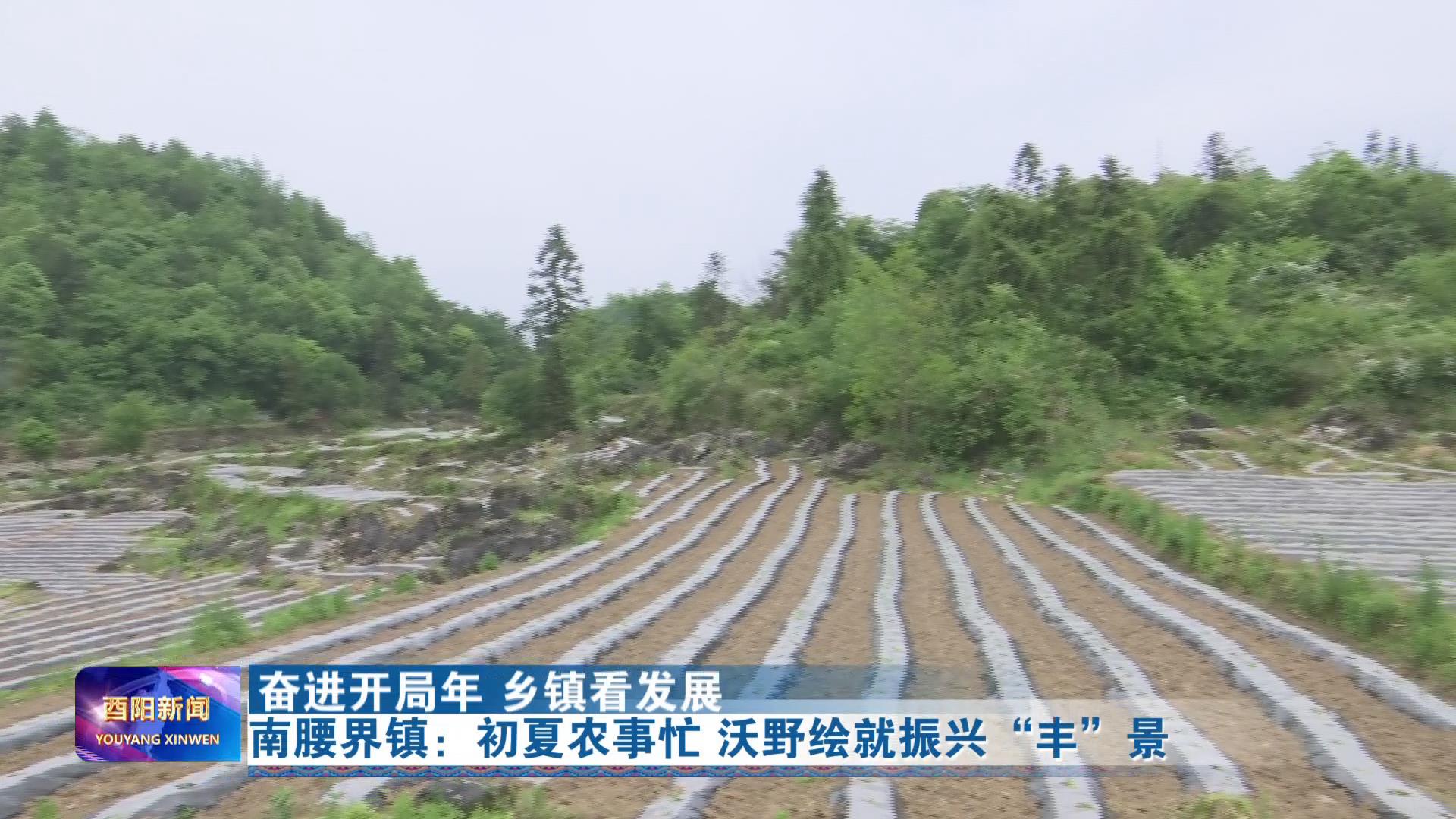 南腰界镇：初夏农事忙 沃野绘就振兴“丰”景