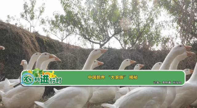 中国鹅界“大家族”揭秘