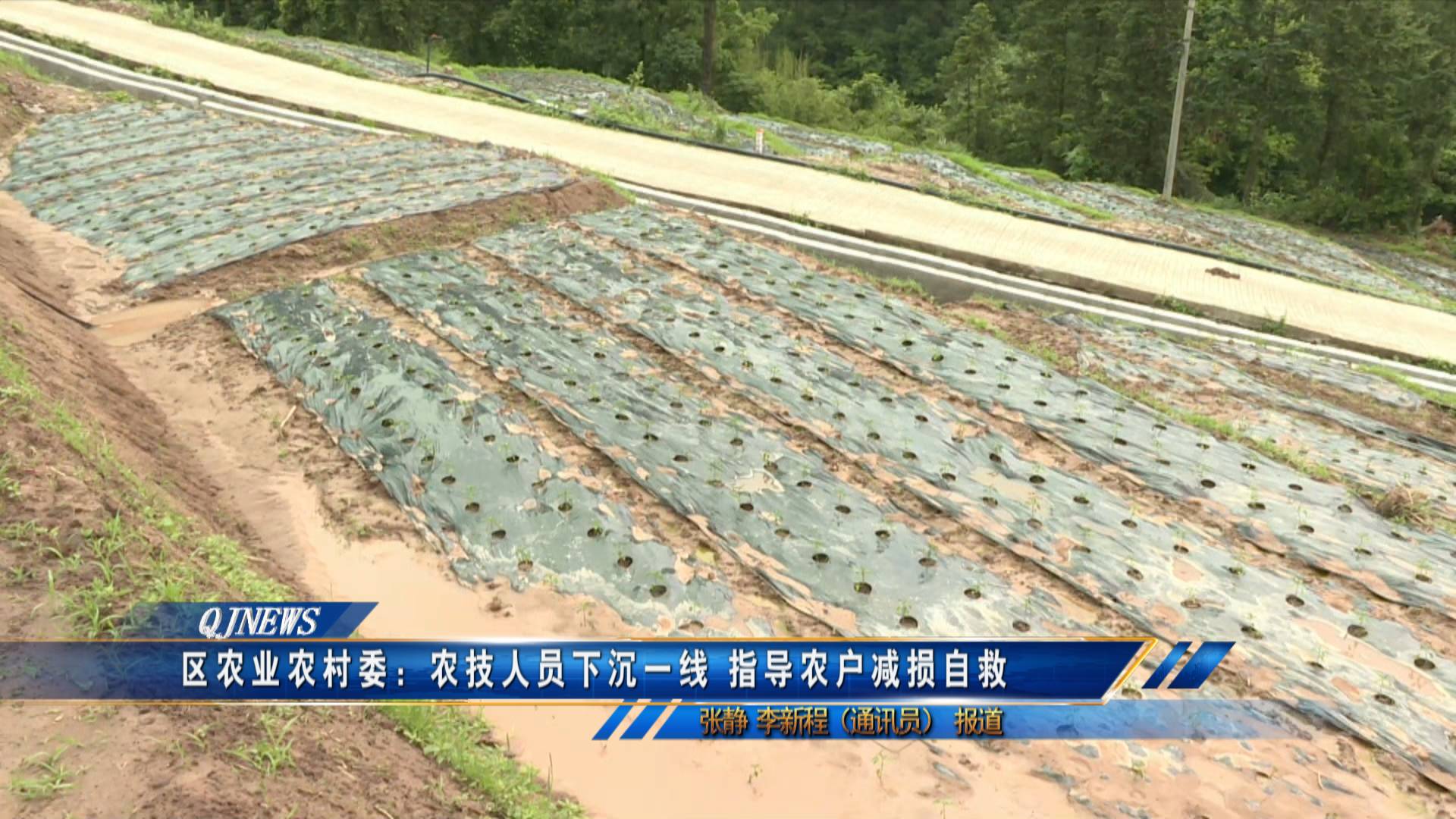 区农业农村委：农技人员下沉一线 指导农户减损自救