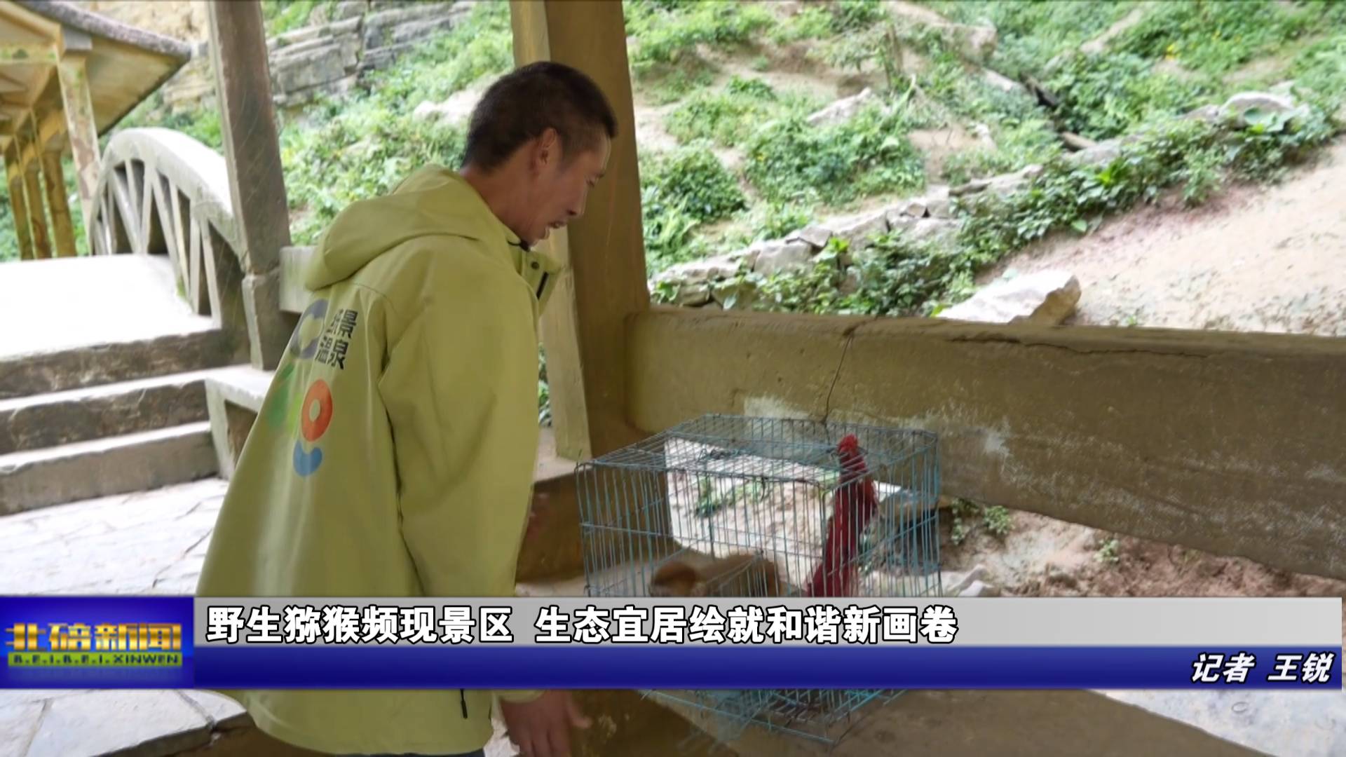 野生猕猴频现景区 生态宜居绘就和谐新画卷