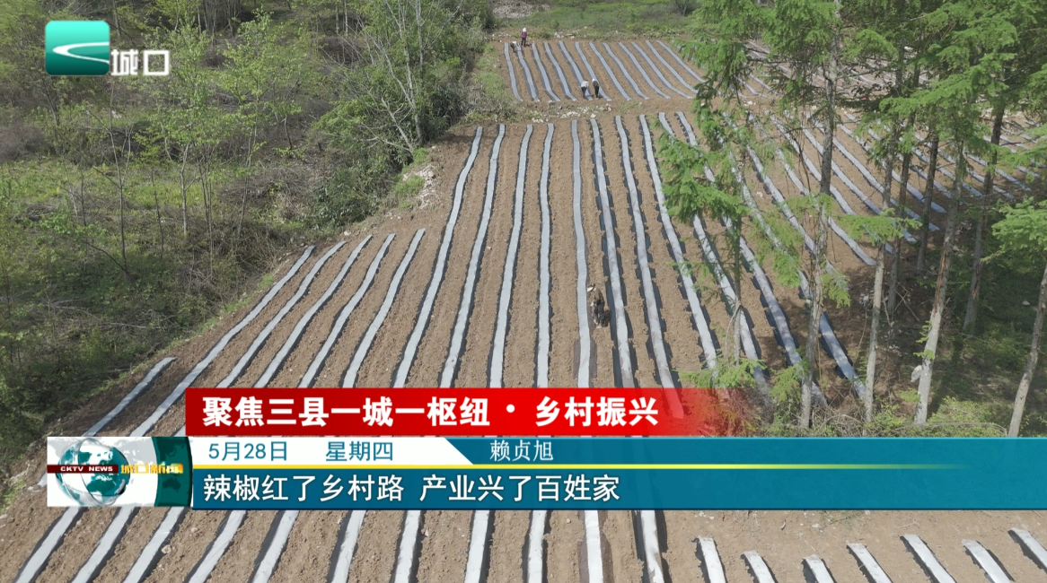 辣椒红了乡村路 产业兴了百姓家