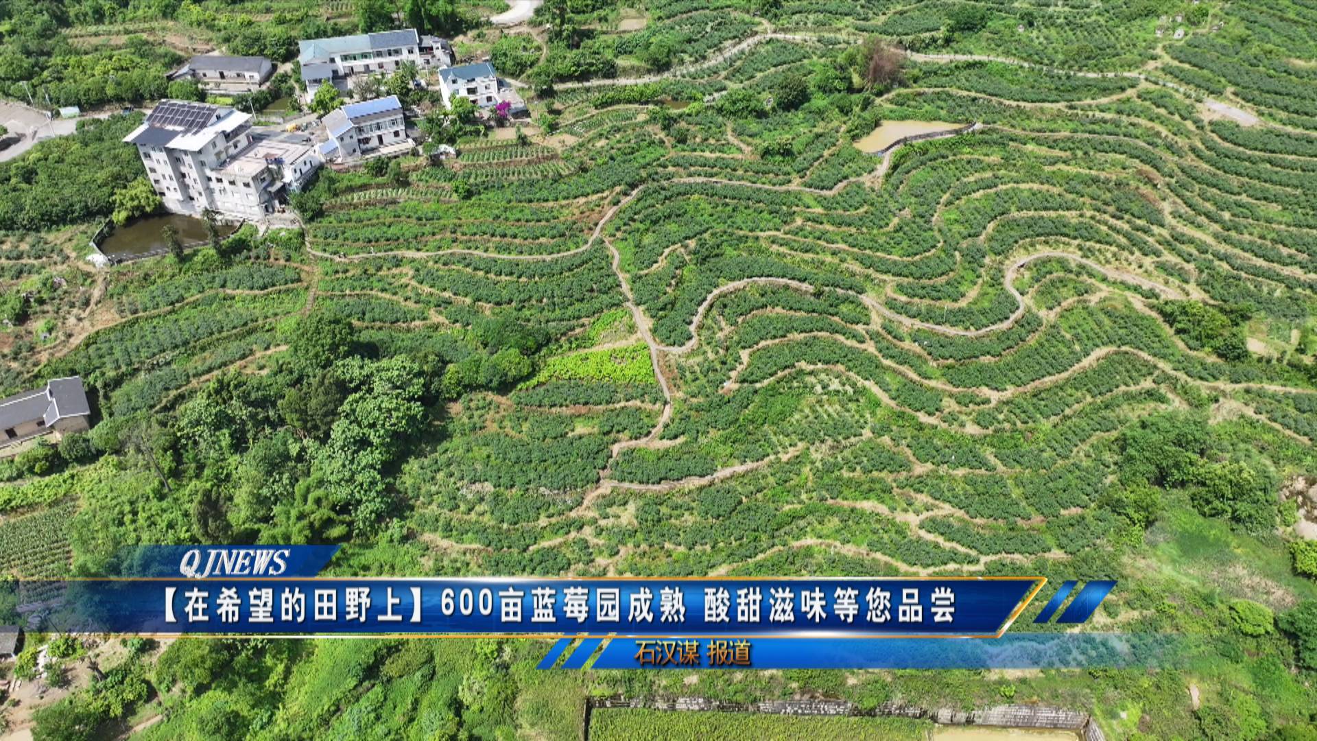 【在希望的田野上】600亩蓝莓园成熟 酸甜滋味等您品尝