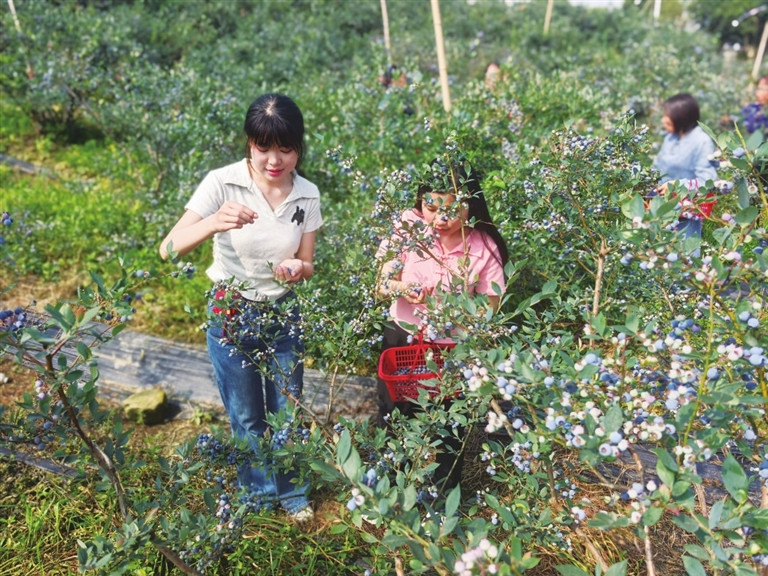 永川：蓝莓满枝迎客来 “采摘经济”添亮色