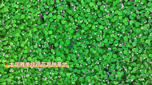 大足：荷花新品种“金碧流香”盛放 一亩开花超6000朵