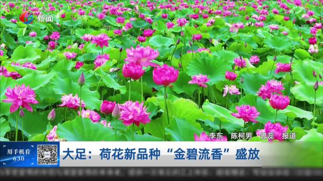 大足：荷花新品种“金碧流香”盛放
