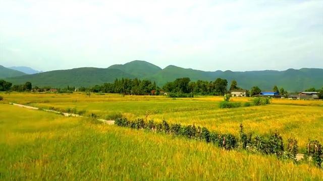 【农技慕课】重庆市水稻秸秆饲料化利用技术指南：干草方式