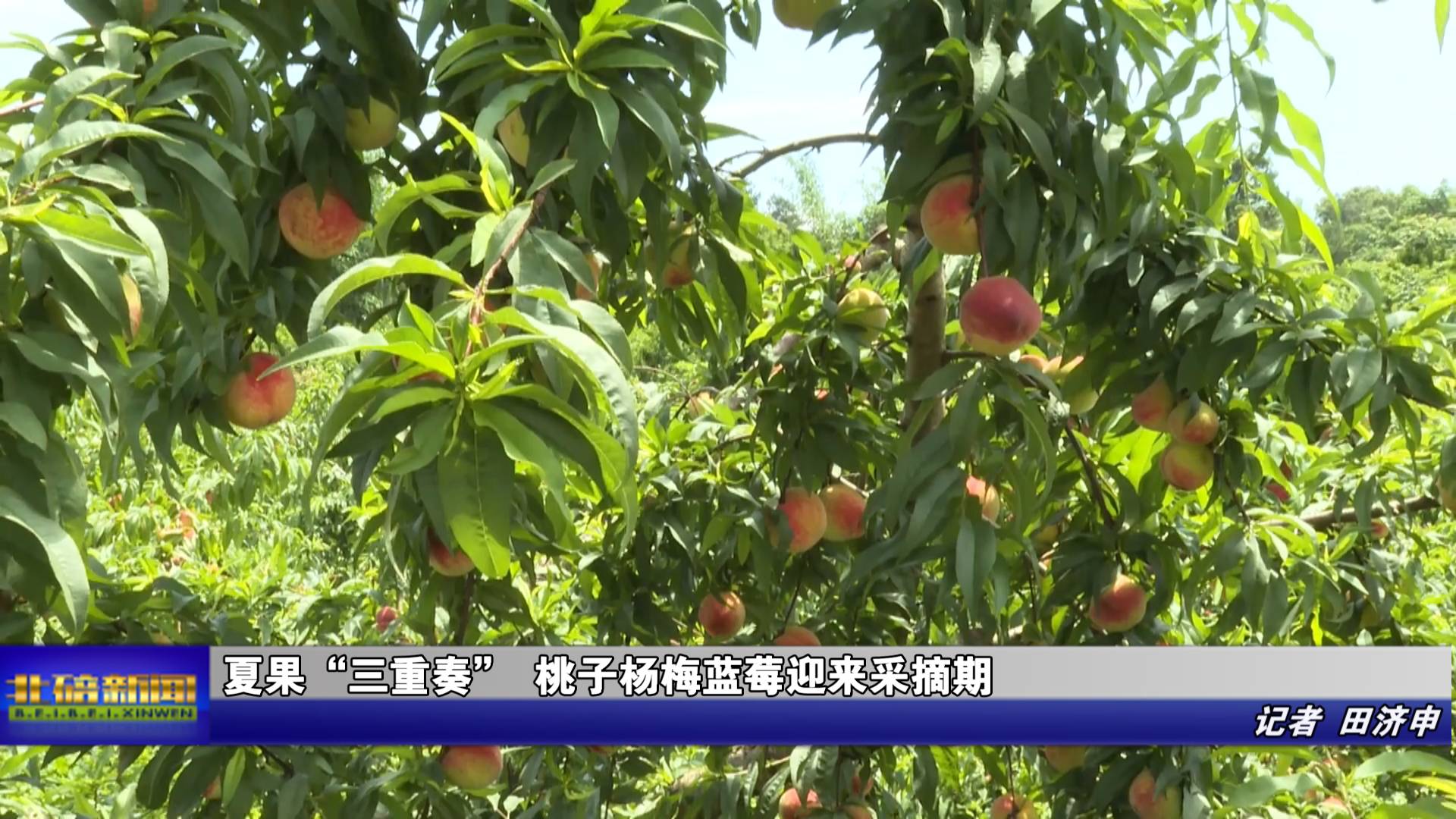 夏果“三重奏” 桃子杨梅蓝莓迎来采摘期