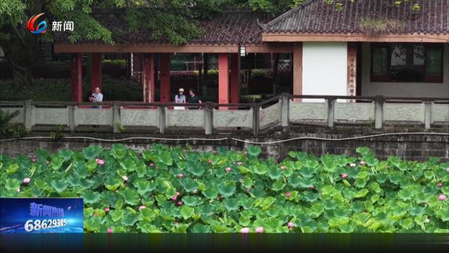 夏日“荷”风起 一池芬芳醉游人