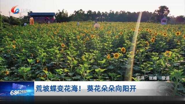荒坡蝶变花海！葵花朵朵向阳开