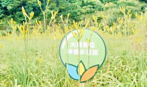 璧山240亩黄花 把夏天过成田园诗