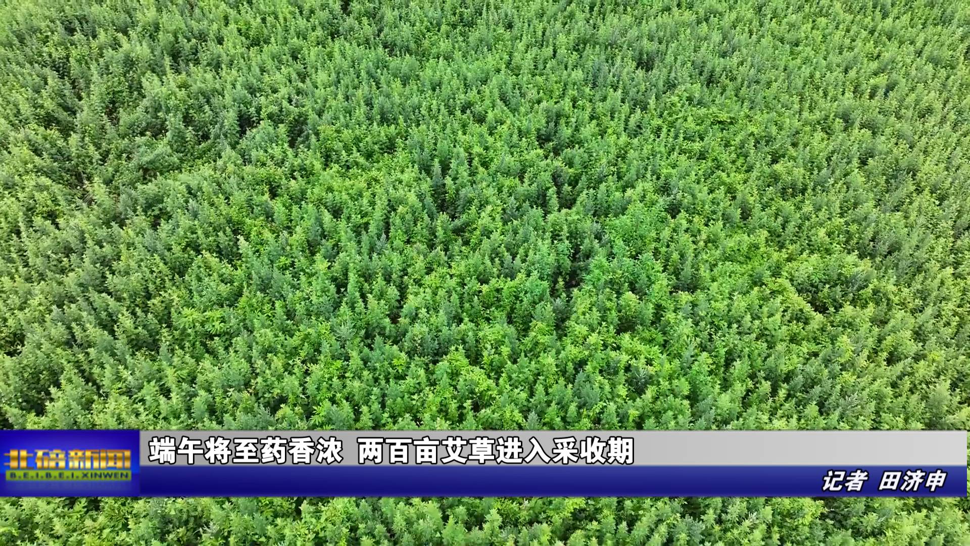 端午将至药香浓 两百亩艾草进入采收期