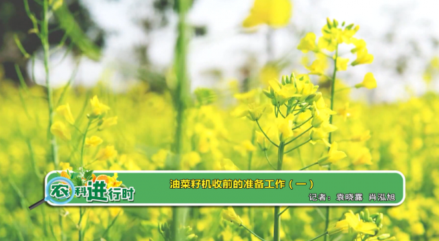 【农科进行时】收菜籽机收前的准备工作（一）