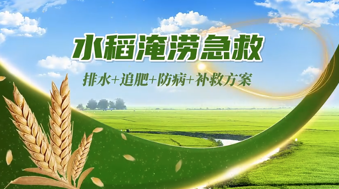 【农技短视频】水稻淹涝急救