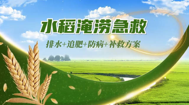 【农技短视频】水稻淹涝急救