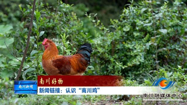 《南川好物》新闻链接：认识“南川鸡”