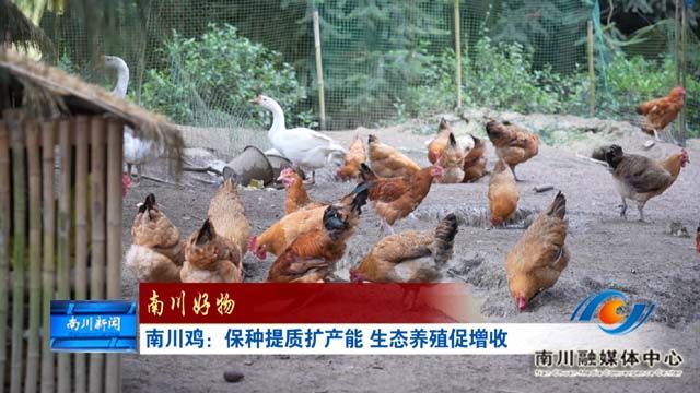 《南川好物》南川鸡：保种提质扩产能 生态养殖促增收