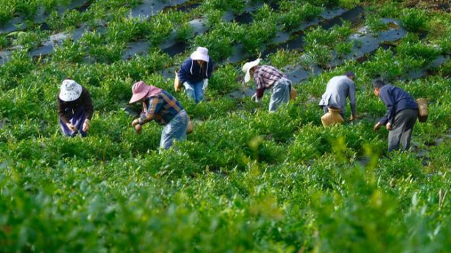 酉阳藤茶采摘忙 铺就村民增收路
