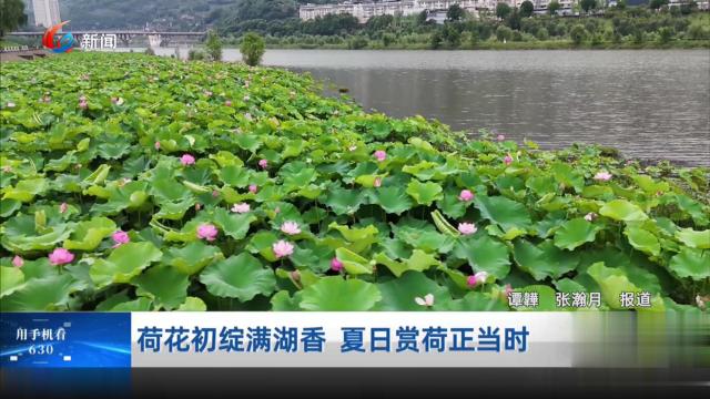 荷花初绽满湖香 夏日赏荷正当时