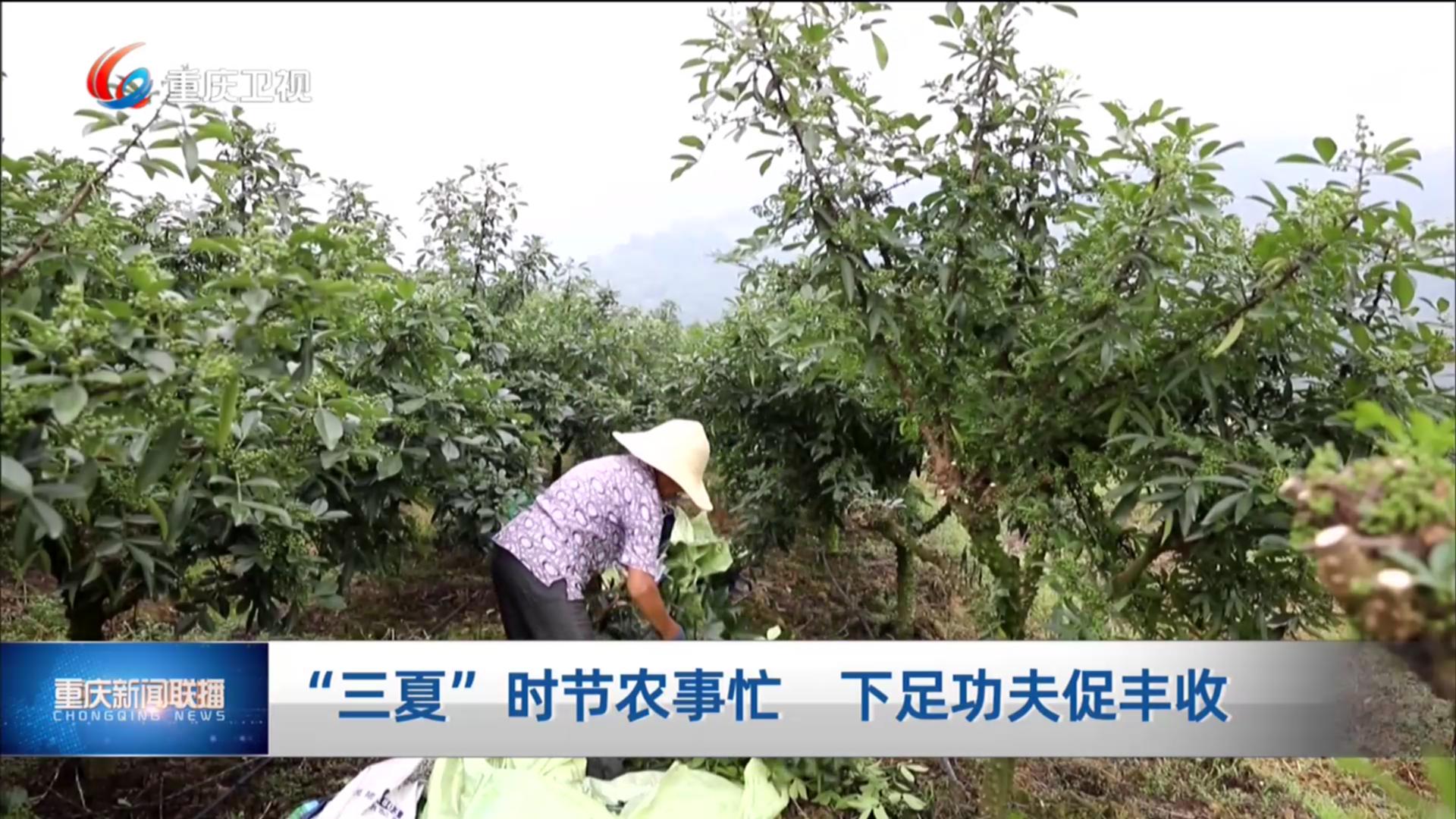 “三夏”时节农事忙 下足功夫促丰收