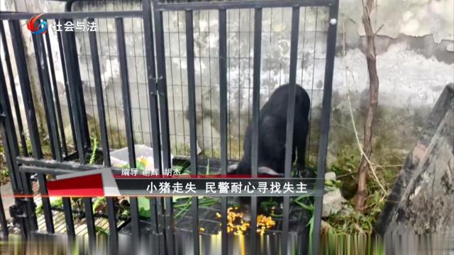 小猪走失 民警耐心寻找失主