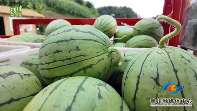 《南川好物》太平场镇的西瓜熟了
