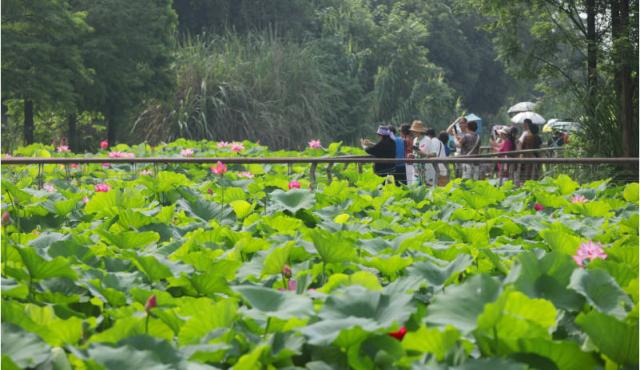 南岸：“荷香鹭影”美如画 市民夏日打卡忙