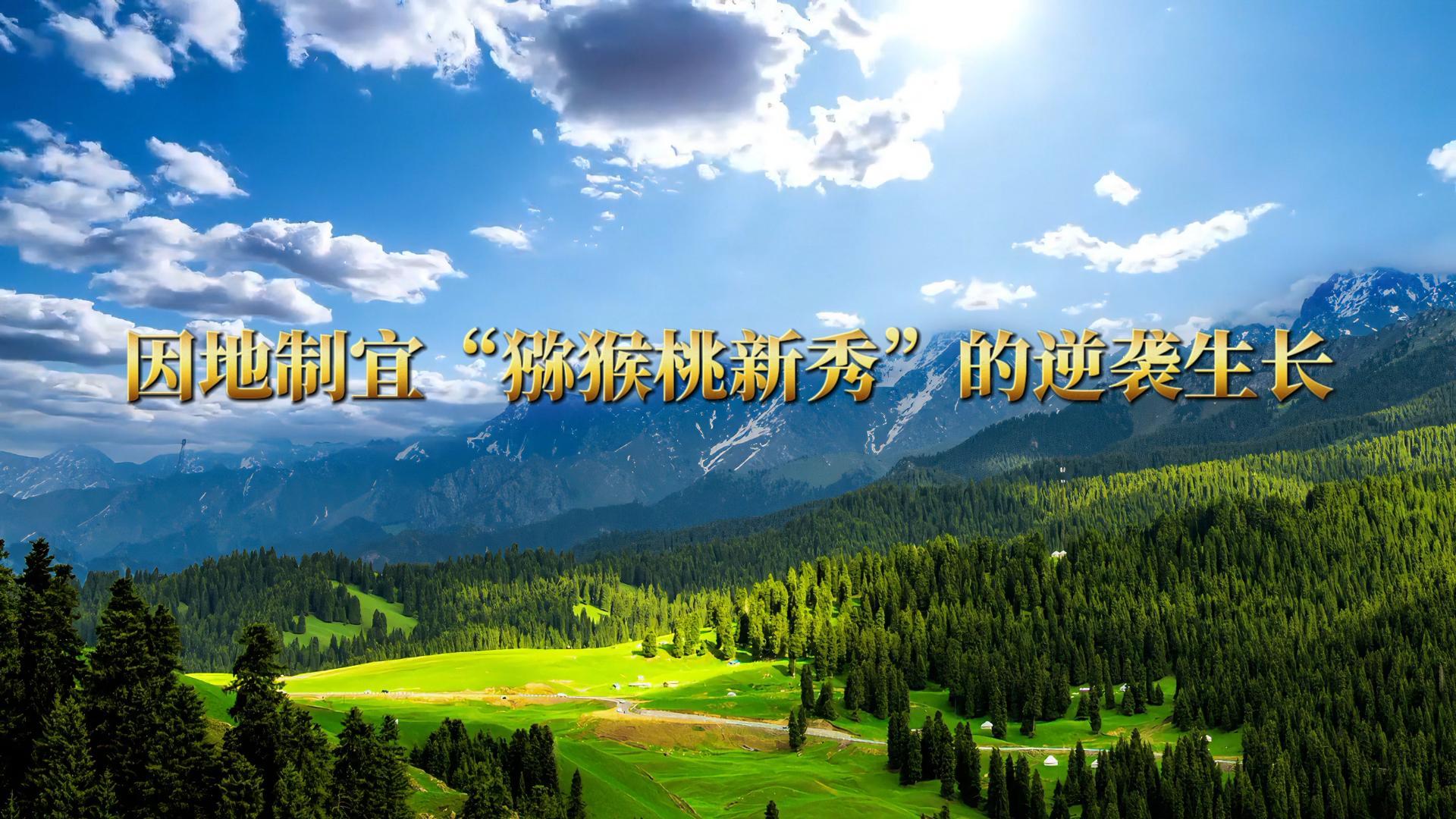 【科技赋能——解锁中国乡村振兴的科技密码】因地制宜“猕猴桃新秀”的逆袭生长