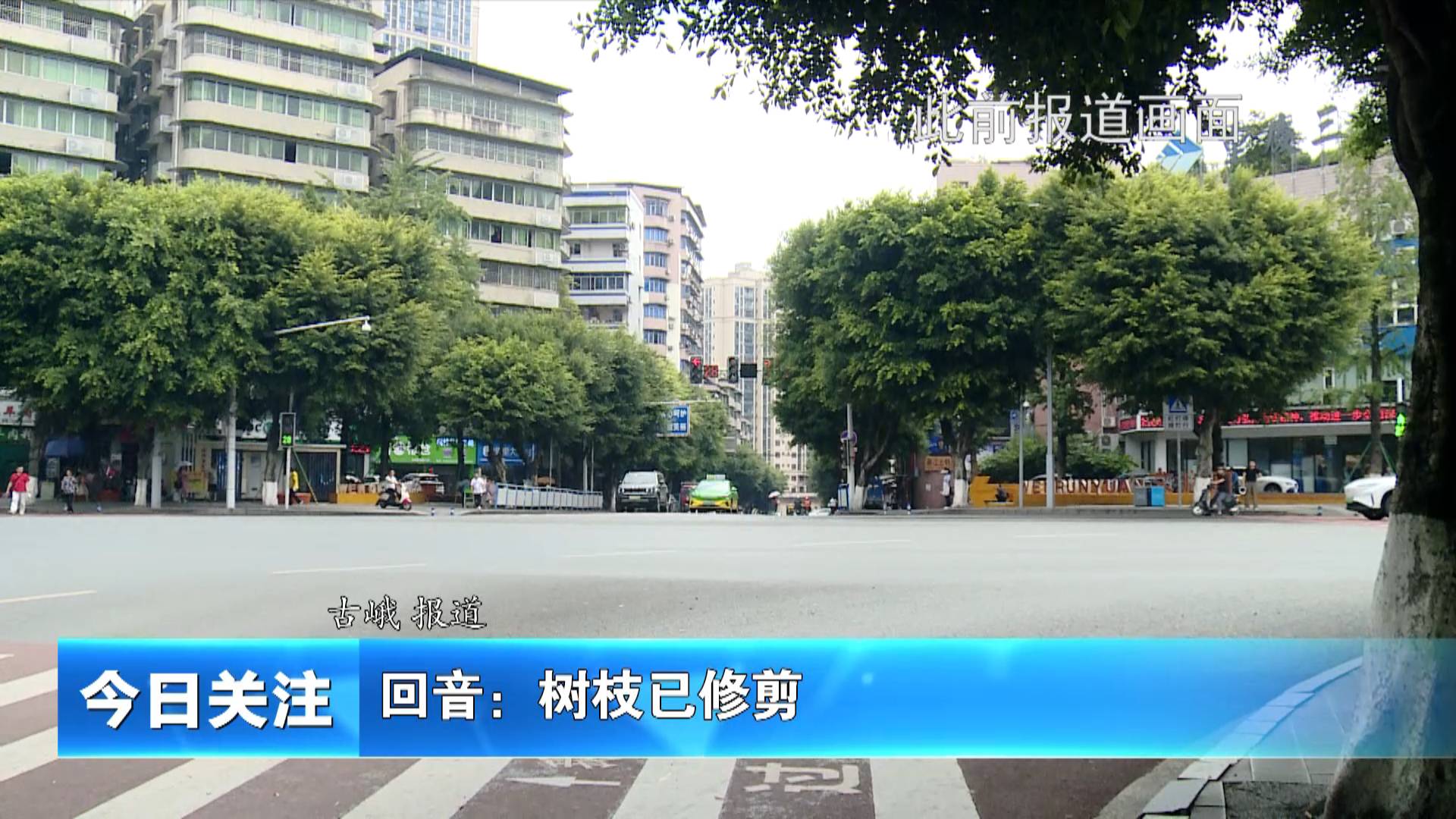 《今日关注》回音：树枝已修剪