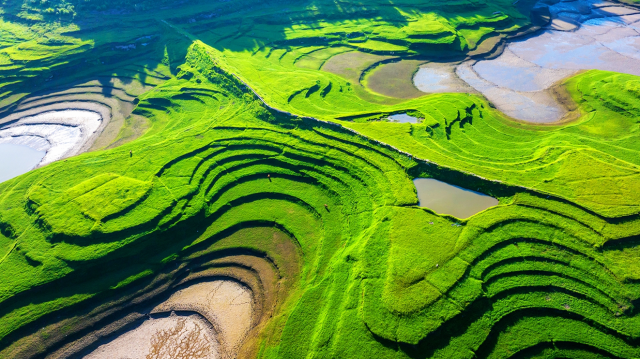 重庆忠县：江畔湿地“绘就”大地油画