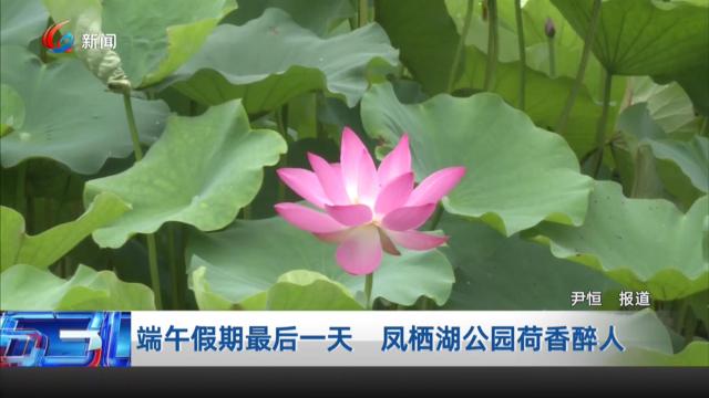 端午假期最后一天 凤栖湖公园荷香醉人