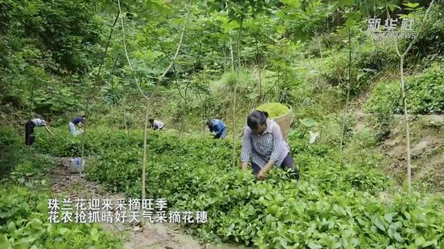 武陵深山珠兰香 庭院经济助增收