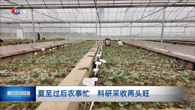 夏至过后农事忙 科研采收两头旺