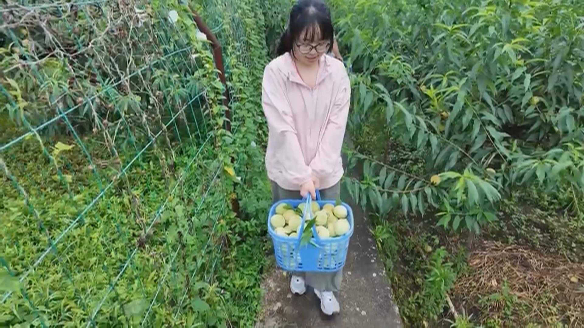 仙池桃香 丰收满山