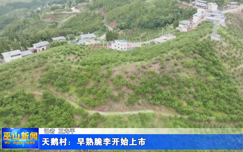天鹅村：早熟脆李开始上市