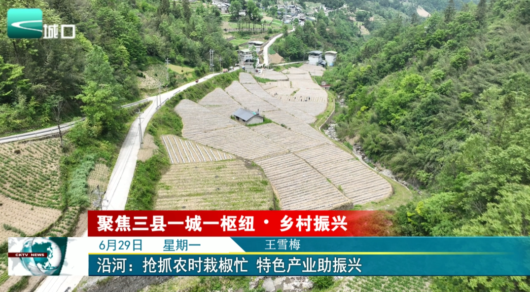 沿河：抢抓农时栽椒忙 特色产业助振兴