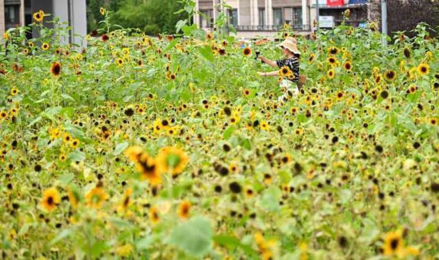 塔山花谷向日葵绚烂绽放 多彩花海绘就夏日限定画卷