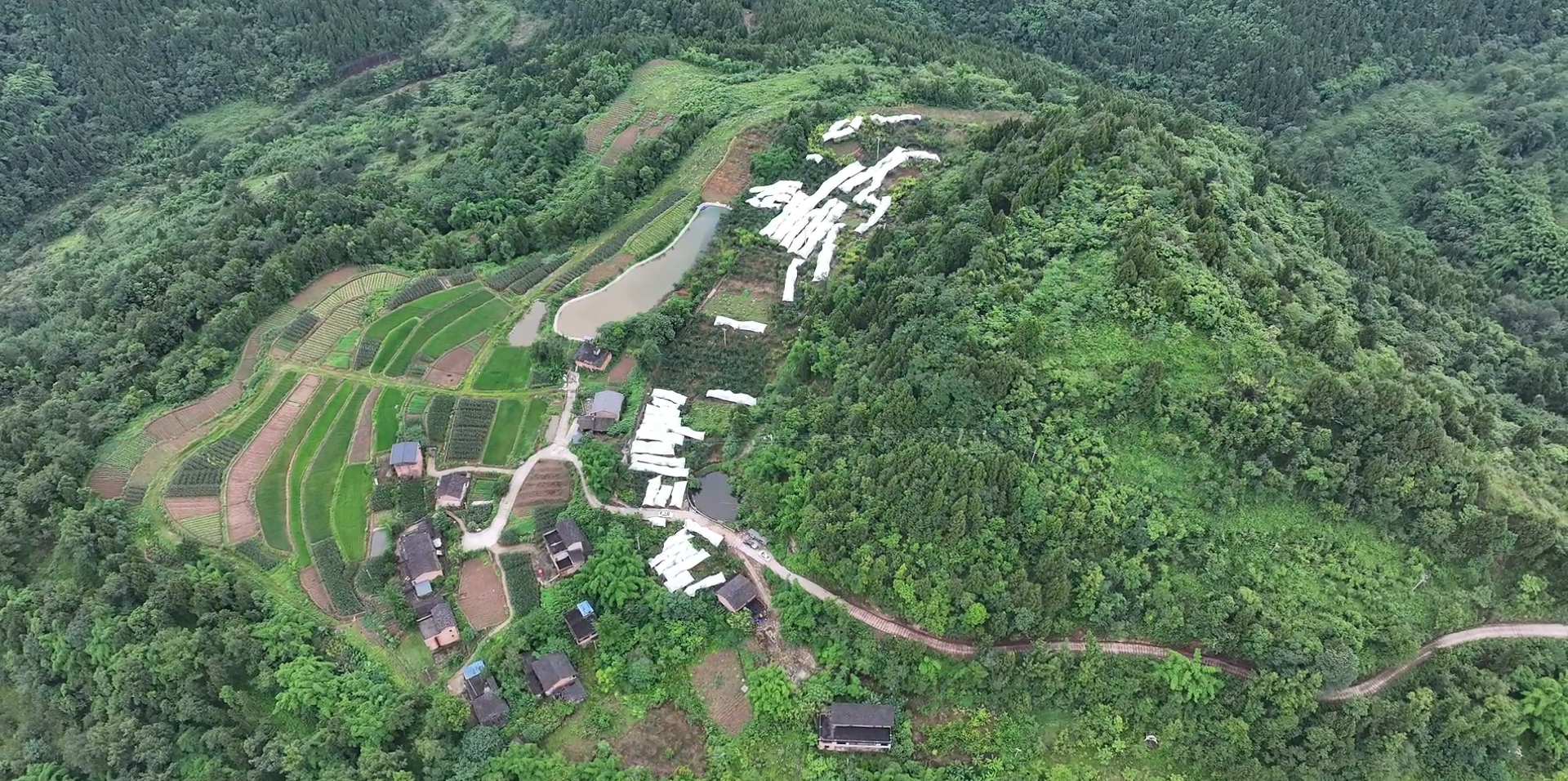 拔山镇双星村李子种植基地。拍摄：吴建华.png