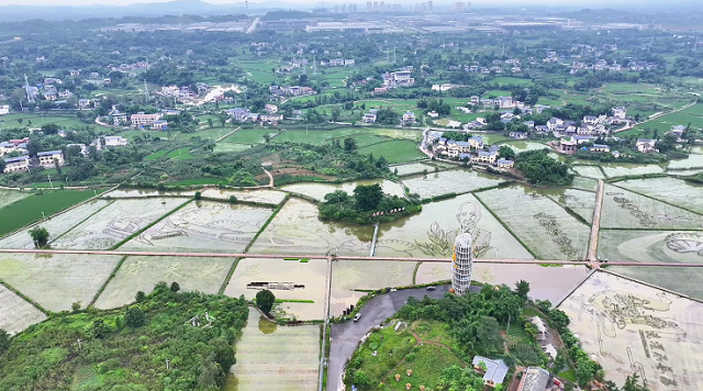 大地为纸稻为笔！大足300亩五彩稻田画初露雏形