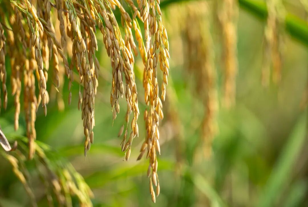 助力南川乡味出圈！兴隆金花富硒大米品牌名称公开有奖征集