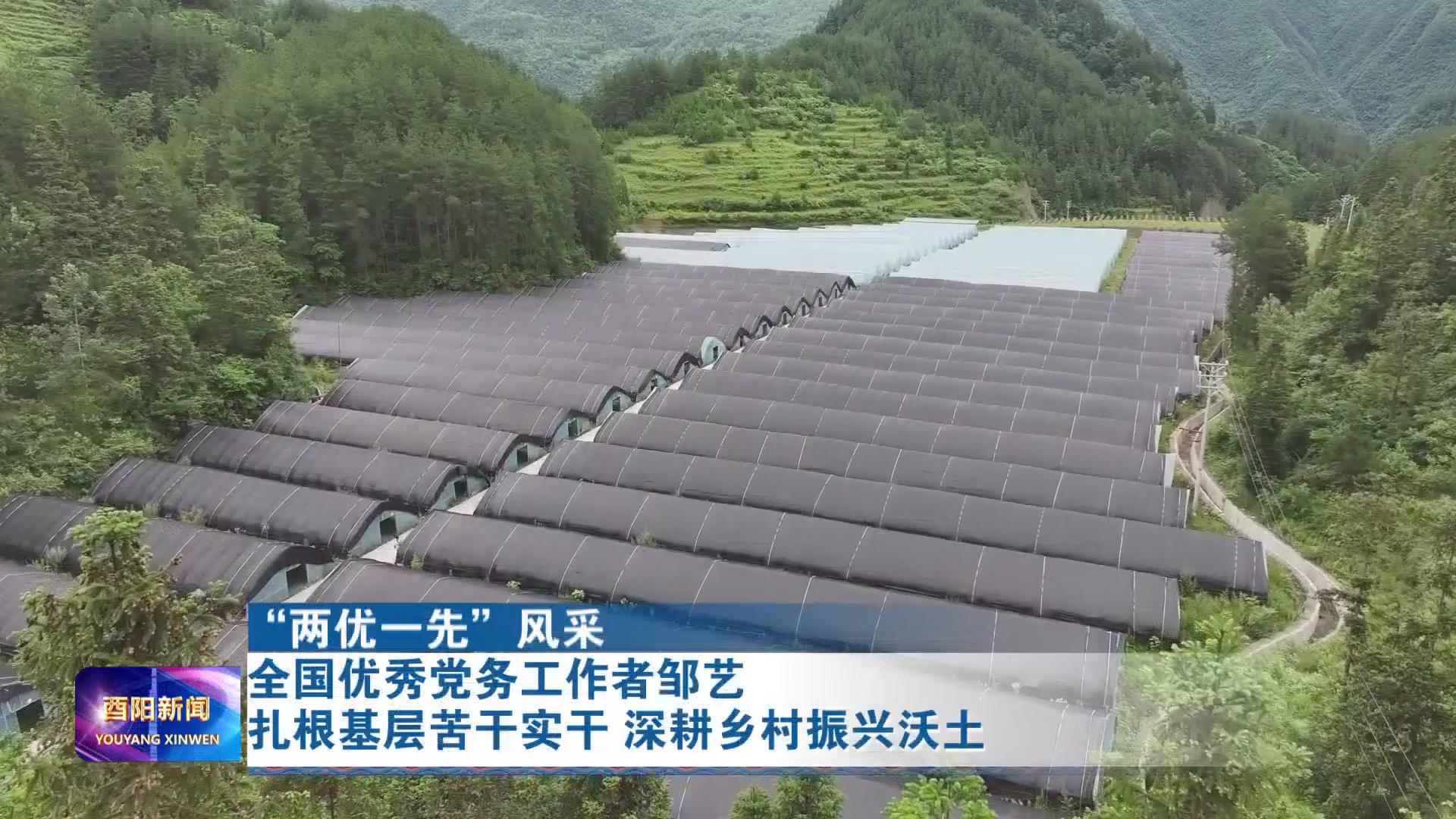 全国优秀党务工作者邹艺扎根基层苦干实干 深耕乡村振兴沃土