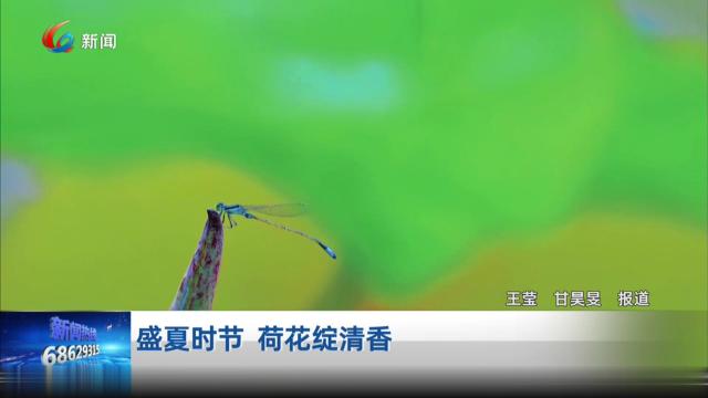 盛夏时节 荷花绽清香